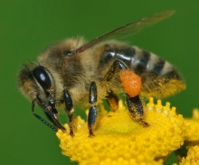File:Apis mellifera Western honey bee.jpg - Wikimedia Commons